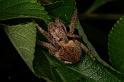 Eriophora_transmarina_D7817_Z_88_North Stradbroke island_Australie